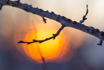Tree branch with buds on sunset background