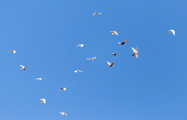 A flock of pigeons are flying in the blue sky