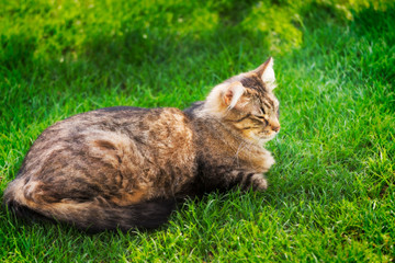 Naklejka na ściany i meble Cat on the grass