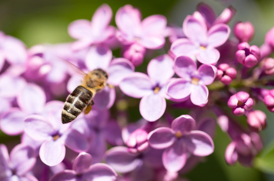 The bee flies on the flowers of the lilac