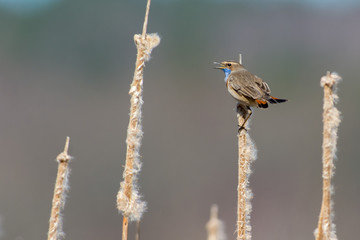 Singing bluethroat on a brach in Sweden