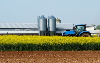 Blue tractor in the middle of a yellow canola field, with an agricultural building and two metal...