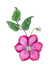 clematis pink flower. Watercolor hand painted pink clematis flower. Botanical illustration canbe used as print, postcard, invitation, greeting card, packaging design, textile, stickers, and so on.