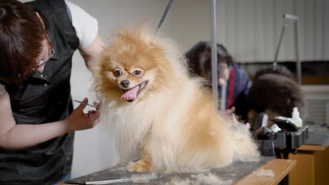 an employee of a hairdresser for dogs is engaged in a haircut of an animal, a woman cuts off unnecessary fluff before the show