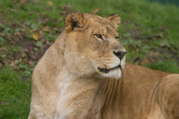 Naklejka na ściany i meble Photo portrait of a beautiful Barbary lioness 