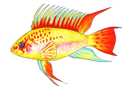 Apistogramma viejita gold. Aquarium fish. Watercolor illustration.
Beautiful bright aquarium fish. In nature, it lives in tropical rivers. Tropical fish.