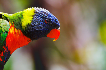 Portrait of colorful Scarlet Macaw parrot against jungle background