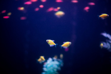 Fototapeta na wymiar Dark aquarium with lots of small fish. Ornatus in the dark aquarium. Ternary in the Aquarium