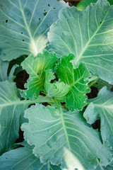 Big cabbage in the garden.
