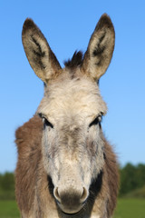 Portrait of brown donkey