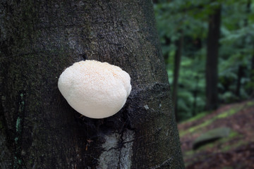Hericium erinaceus rare, edible sponge, shot in the Czech Republic, Europe
