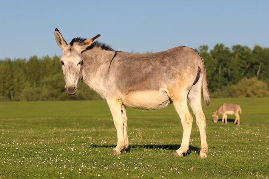 Donkey rest on the floral spring pasture