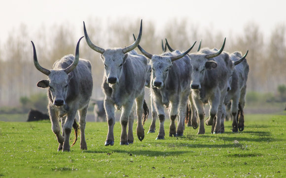 Grey cattle cows and bulls with long dangerous horn on field