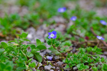 Blaue Blumen auf einer Wiese im Frühling