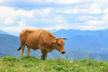 放牧中のジャジー牛 -四国カルスト-