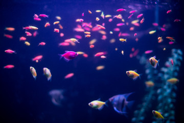 Many small fish Ornatus in a dark aquarium. Ternary in the Aquarium. Horizontal photo.