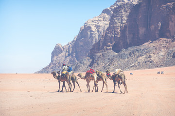 Fototapeta na wymiar Camels at Wadi Rum desert landscape,Jordan