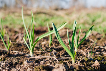 Young green sprouts of garlic in the garden in spring closeup