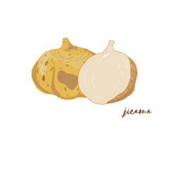 Jicama. Vector illustration. Flat design