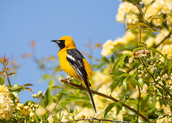 A hooded oriole sitting on the branch of a bush full of small yellow roses with blue sky in the background