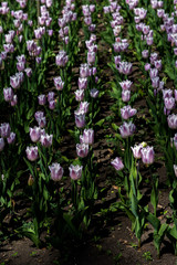 Beautiful spring tulips