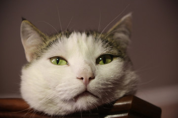 cat funny photo lay nap on cupboard close up photo