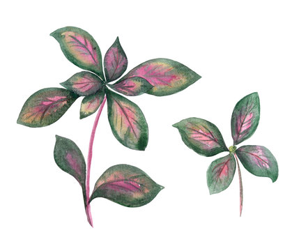 watercolor branch of tropic plant with pink and green leaves
