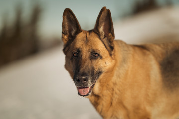 Deutscher Schäferhund genießt die Winterfreuden in den Bergen