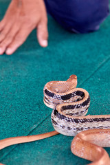 Poisonous snake is preparing to attack humans. Attack pose.