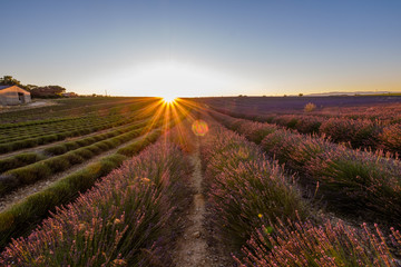 Champ de lavande en été. Une partie ets déjà coupée. Coucher de soleil. Plateau de Valensole, Provence, France.