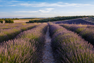 Fototapeta na wymiar Champs de lavande en été. Plateau de Valensole, Provence, France.