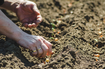 Woman hands planting onions in the soil