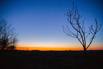 Silhouette of an old farm, dry tree. Dawn outside the city.