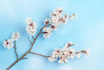 Beautiful branch blossom in springtime over blue background.