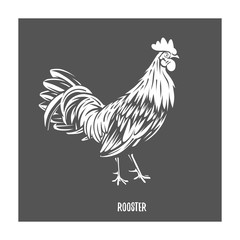 Fototapeta na wymiar Rooster. Vector element for design, logotype and illustrations.
