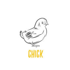 Chick. Vector illustration. Badges and design elements for the chicken manufacturing.
