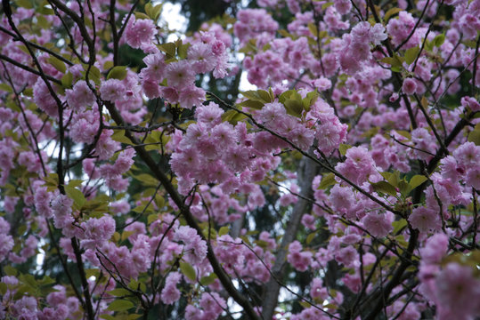 Blossoming pink sakura