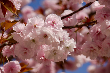 Naklejka premium 日本の桜