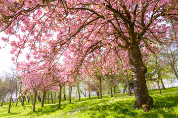 View from below of a blossoming Japanese cherry tree in a public park by a sunny spring day, with the sun rays passing through its falling branches laden down with clusters of small pink flowers.