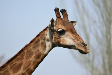 Obraz premium Female giraffe portrait