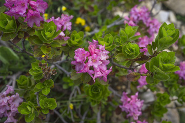flowers colors of mountains /beautiful pink flower on a bush in the mountains