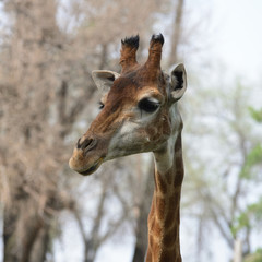 Obraz premium Female giraffe portrait