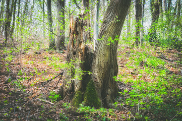Old rotten tree in the fairy tale misty forest