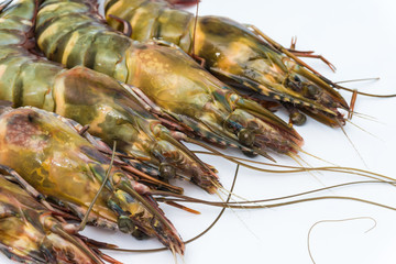  fresh sea shrimp prawn on white background