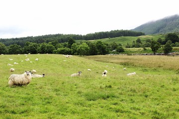 Obraz premium Sheep in a meadow in Scotland, July 2017