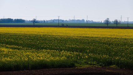Flowering rapeseed fields in Poland in Swieta Katarzyna