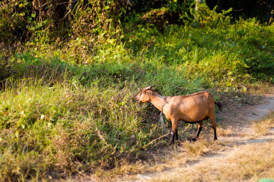 Goat on Koh Mook island
