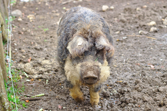 Wollschwein im Stall 