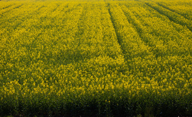 Flowering rapeseed fields in Poland
