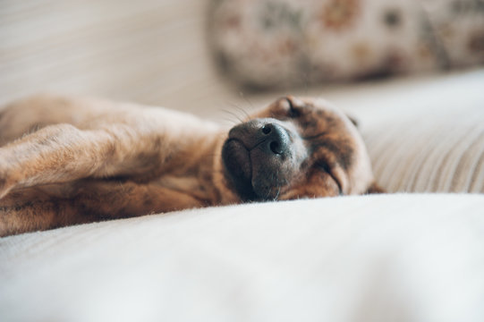 little puppy slept peacefully at home
